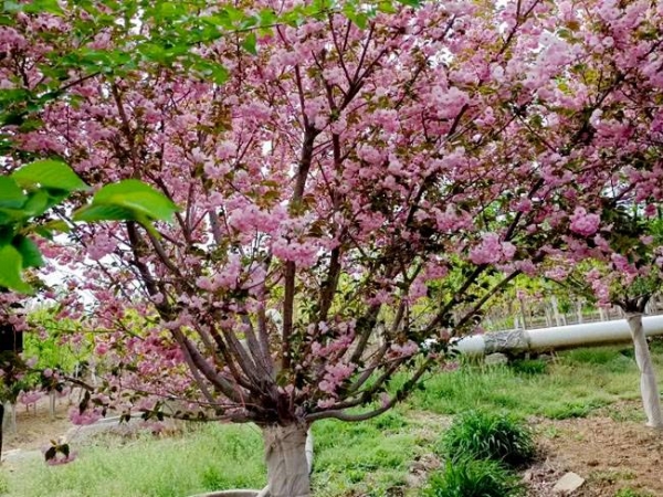 樱花