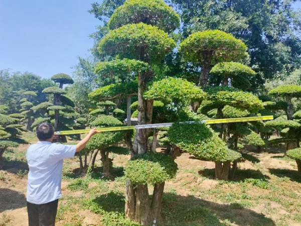 对节白蜡