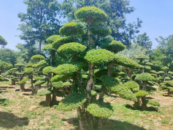 对节白蜡